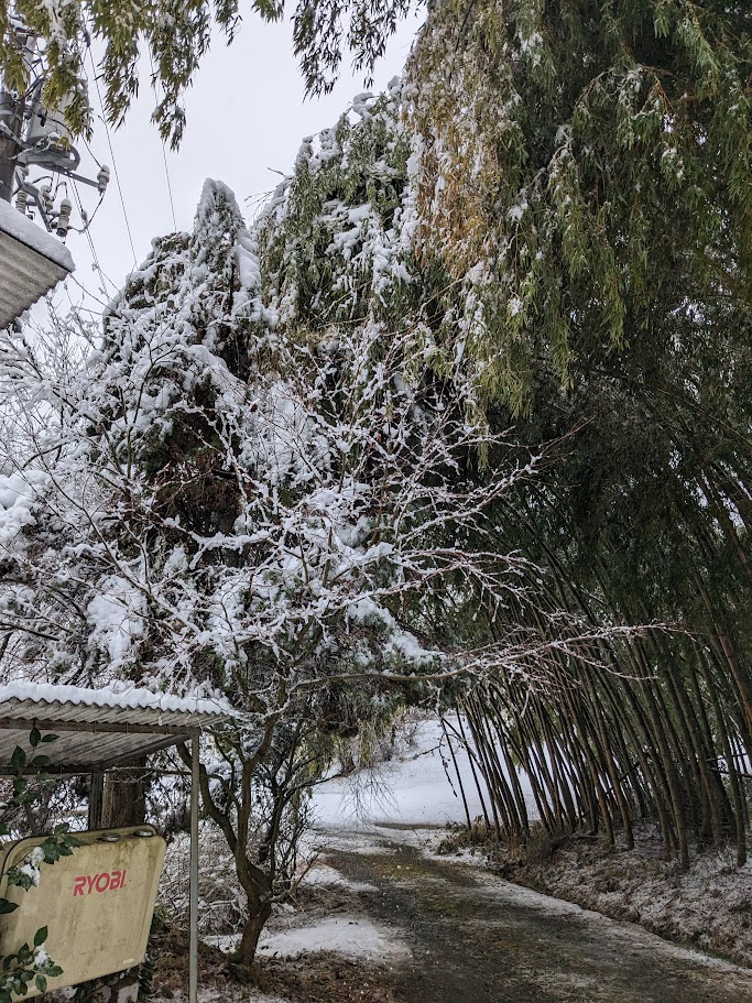 雪をまとった竹林の参道