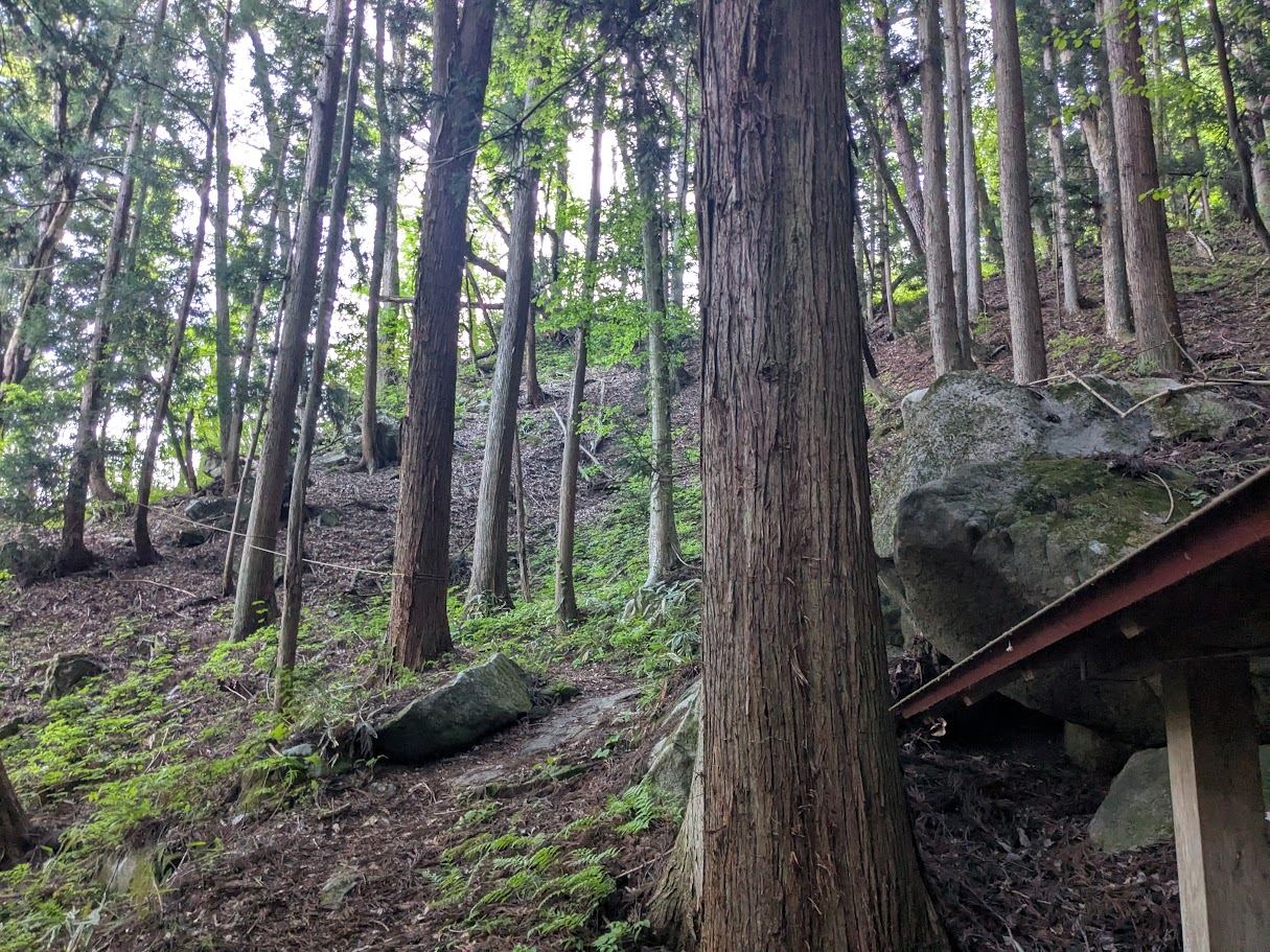 杉木立の参道