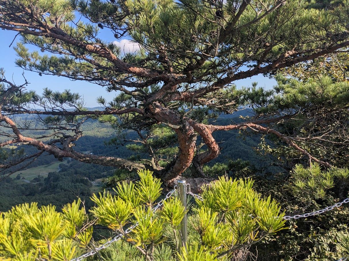 嶺の松と里の眺め