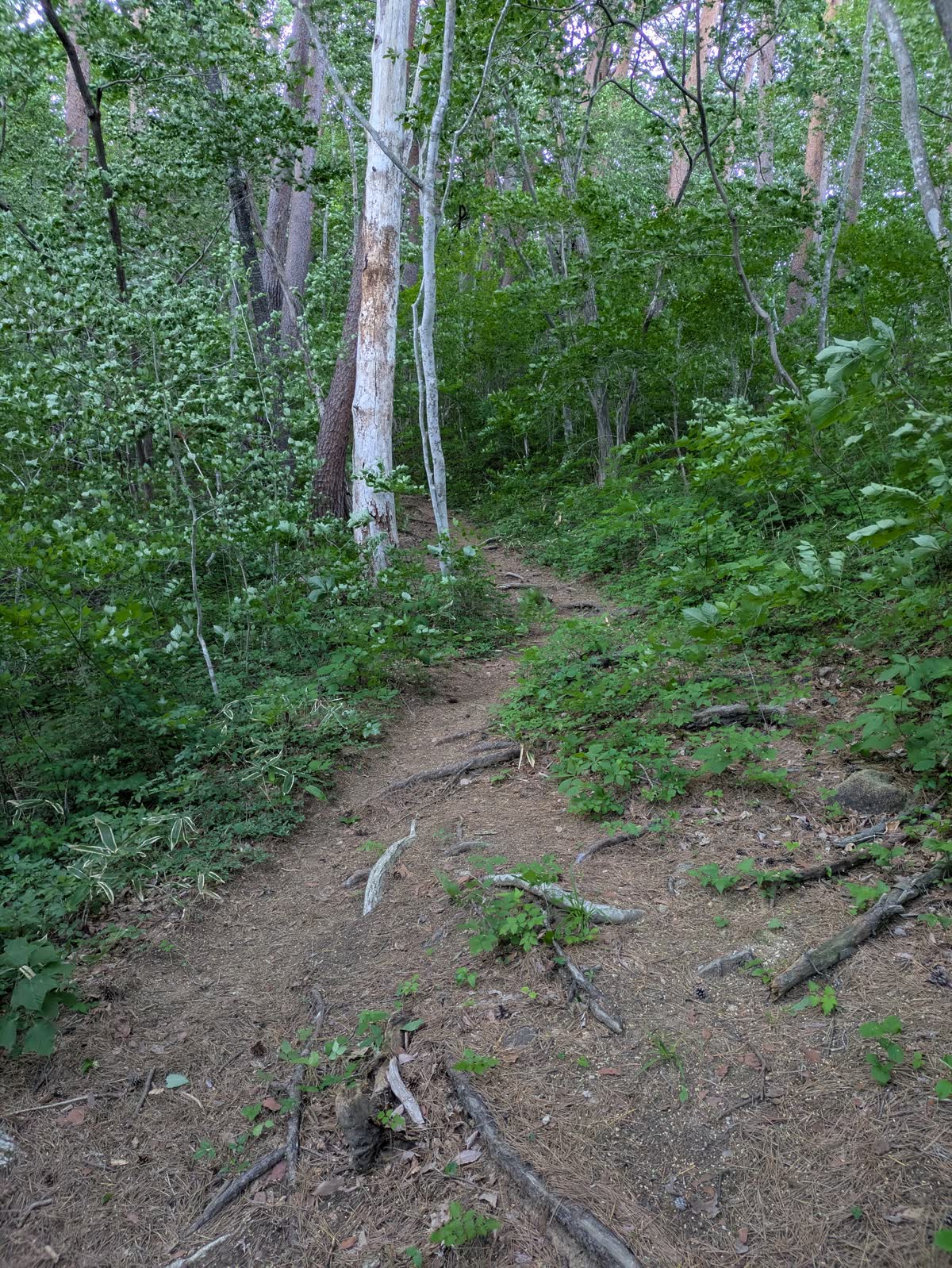 登拝入口から山道へ入った直後の道