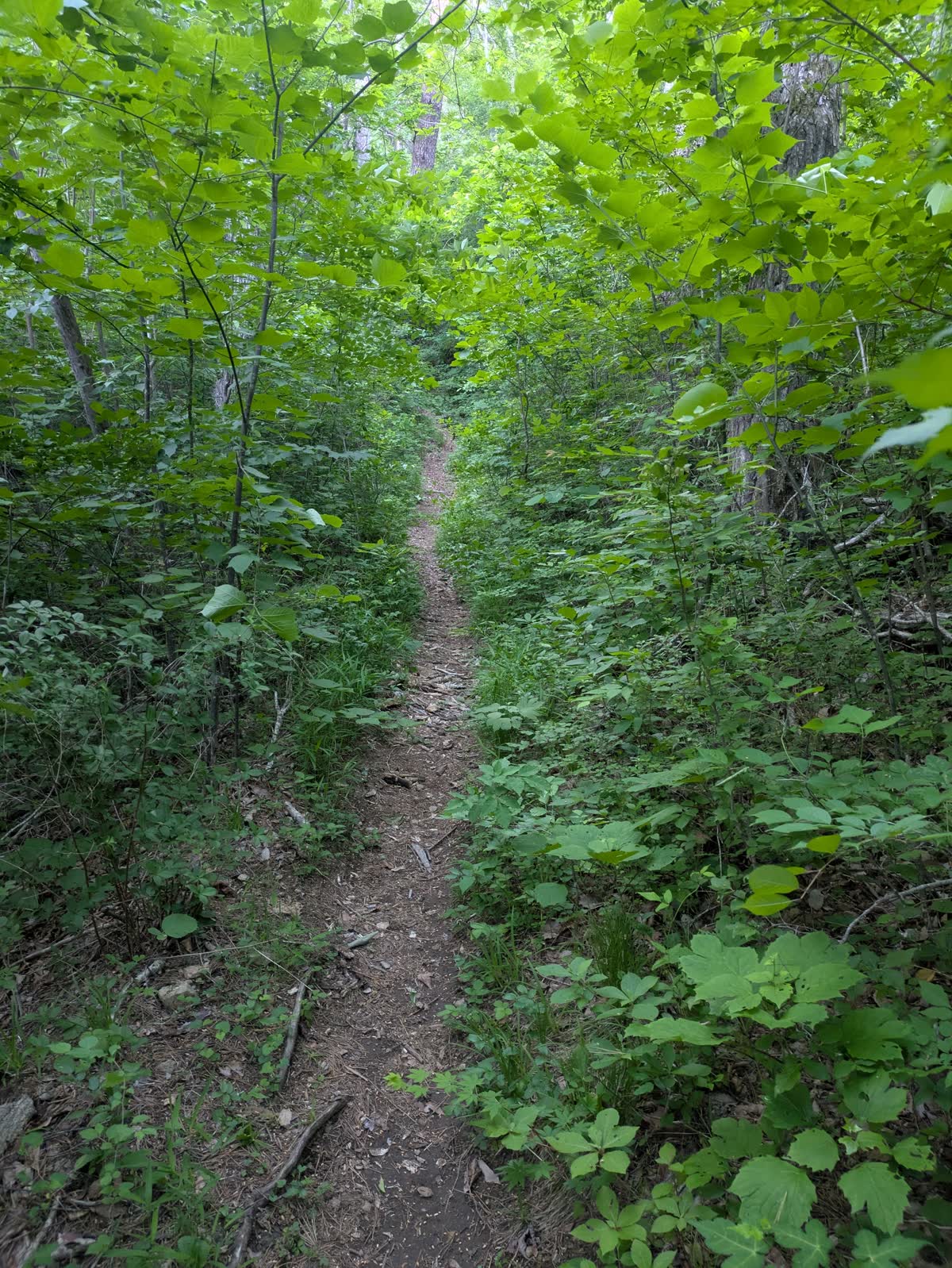 草木の間を登る細い山道