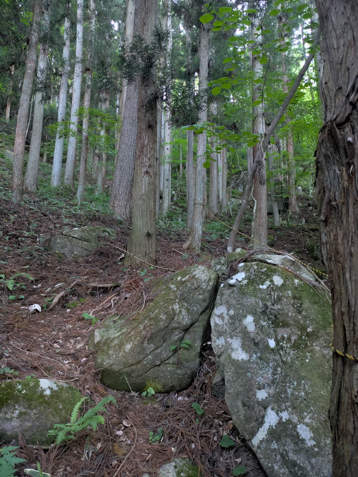 虎捕洞と金華山の分岐点手前