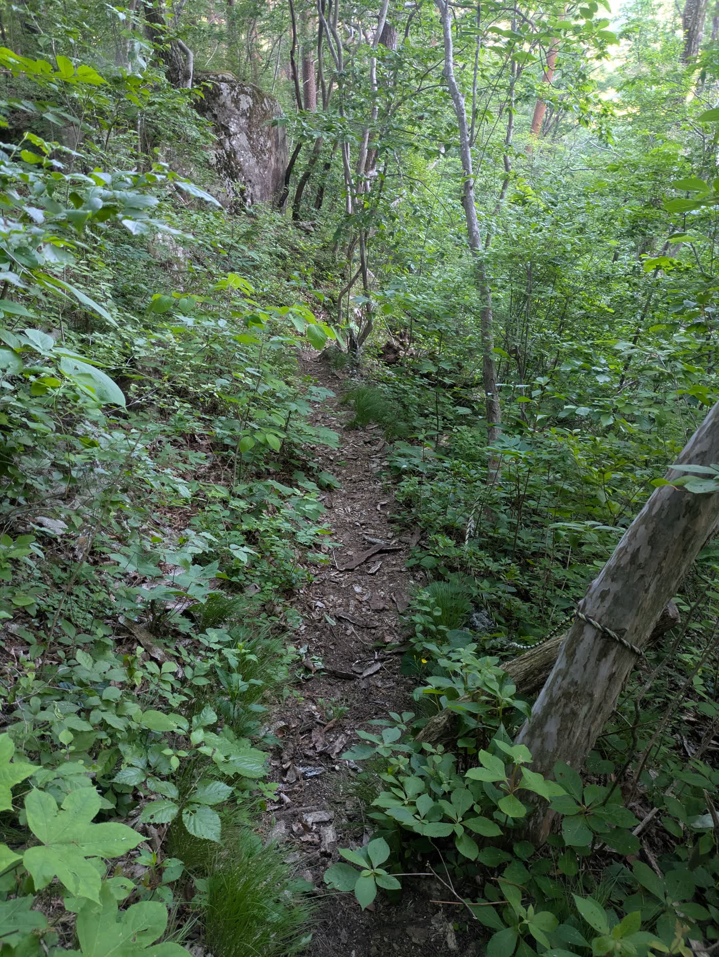 分岐点から金華山側へ入る細い山道