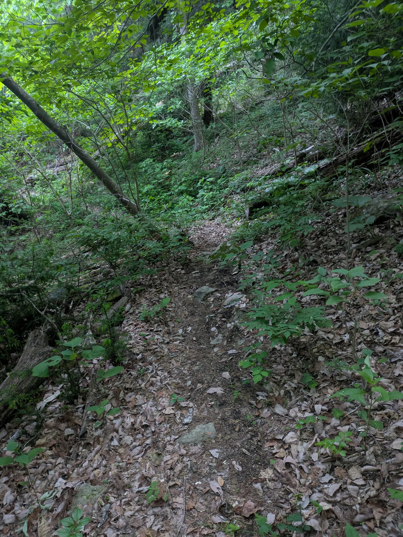 落葉の残る金華山コースの登り道